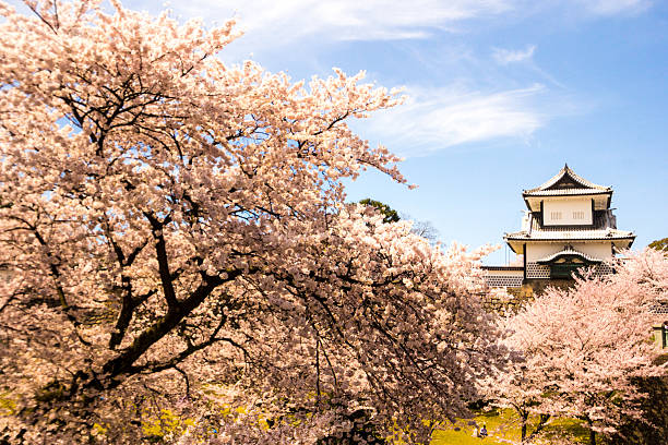【日本】春日賞花