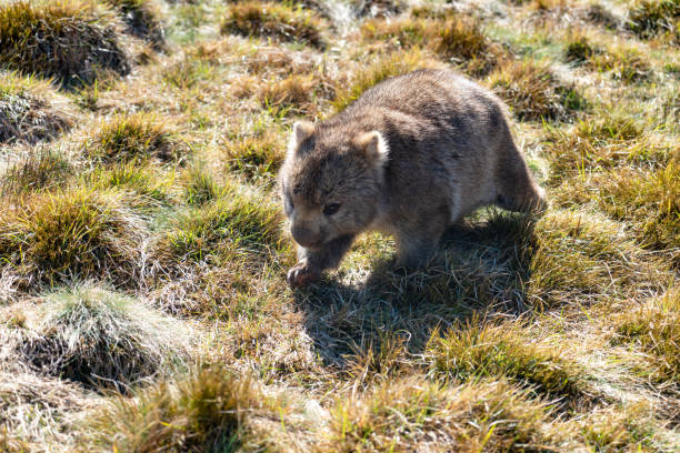 【三月團體推薦】塔斯馬尼亞．黃刀鎮極光