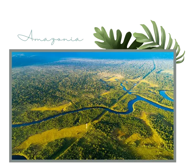 亞馬遜,亞馬遜雨林