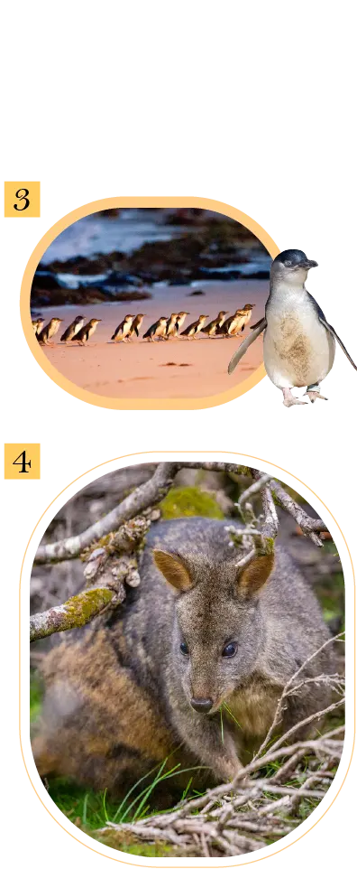 神仙企鵝,塔島叢林袋鼠