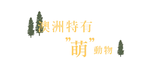 澳洲特有萌動物