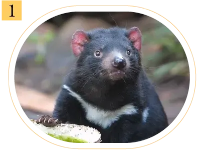 塔斯馬尼亞惡魔袋獾