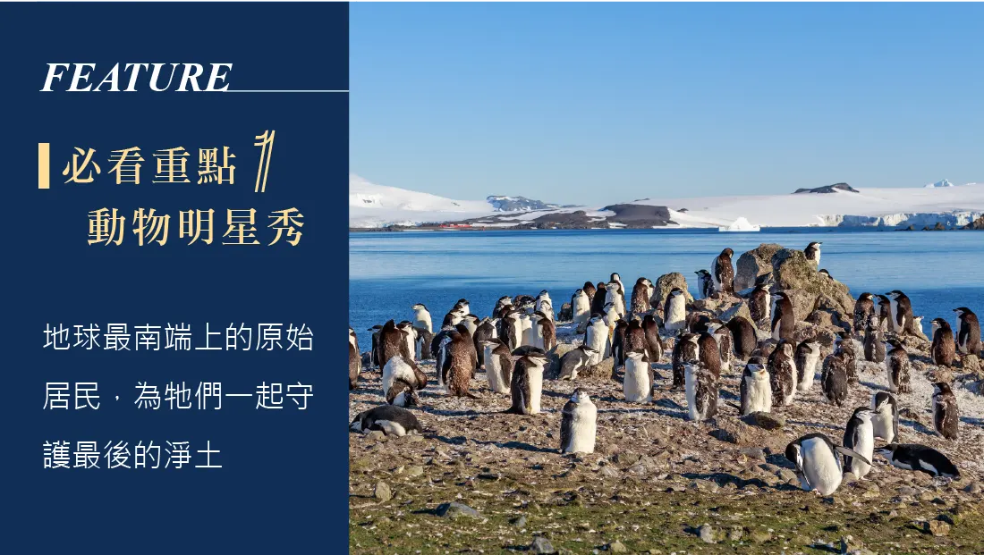 南極,Antarctica,郵輪,Cruise,企鵝,冰山,Seabourn