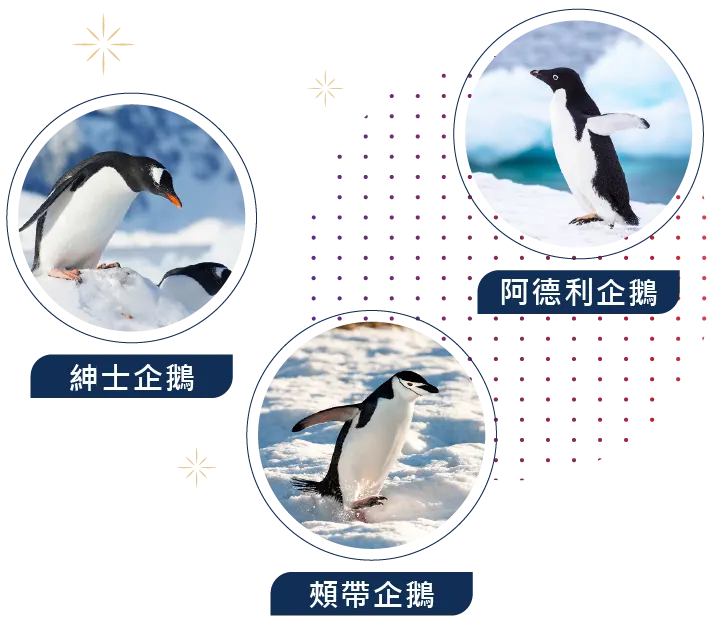 南極,Antarctica,郵輪,Cruise,企鵝,冰山,Seabourn
