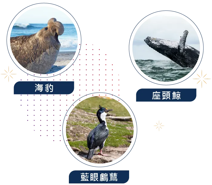 南極,Antarctica,郵輪,Cruise,企鵝,冰山,Seabourn