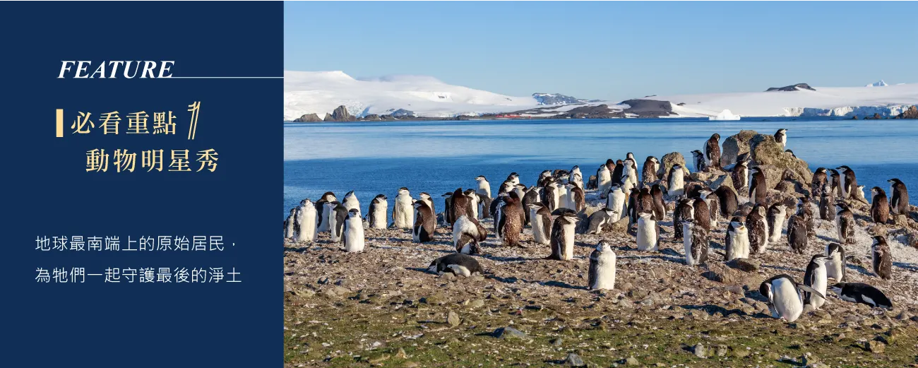 南極,郵輪,Antarctica