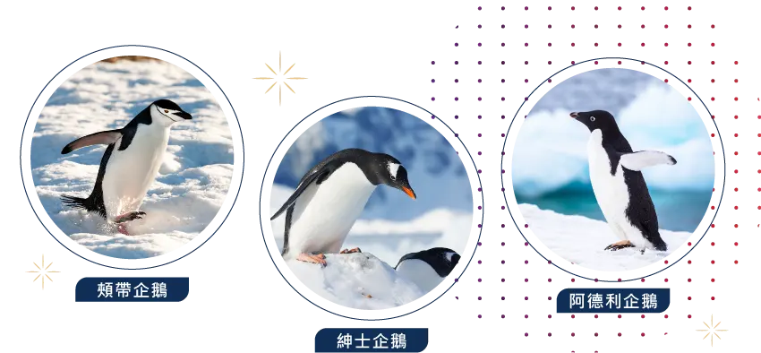 南極,Antarctica,郵輪,Cruise,企鵝,冰山,Seabourn