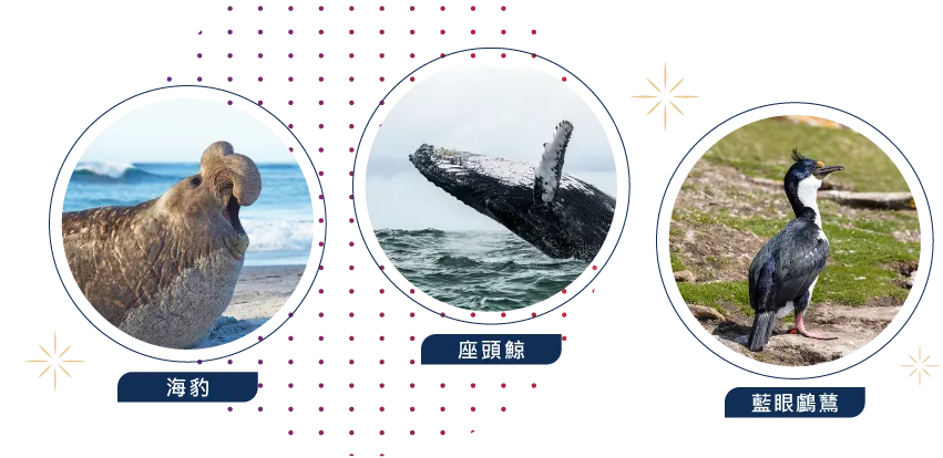 南極,Antarctica,郵輪,Cruise,企鵝,冰山,Seabourn