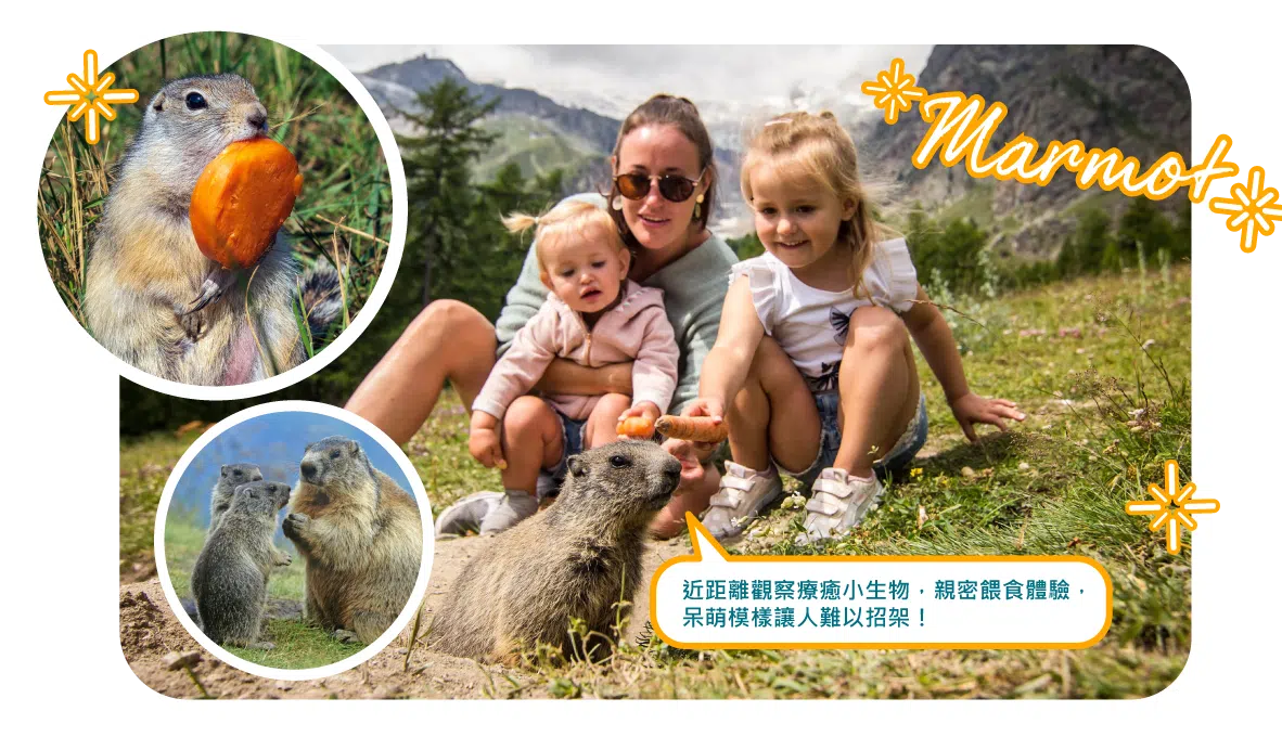 瑞士全覽13日 | 新進旅行社 土撥鼠見面會