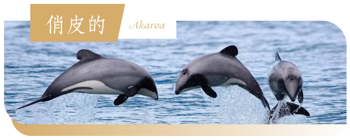 魯冰花季紐西蘭10日