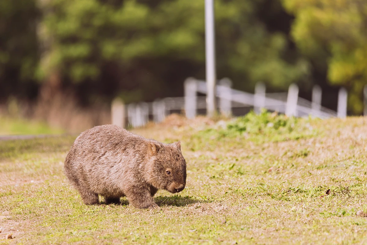 【澳洲】塔斯馬尼亞