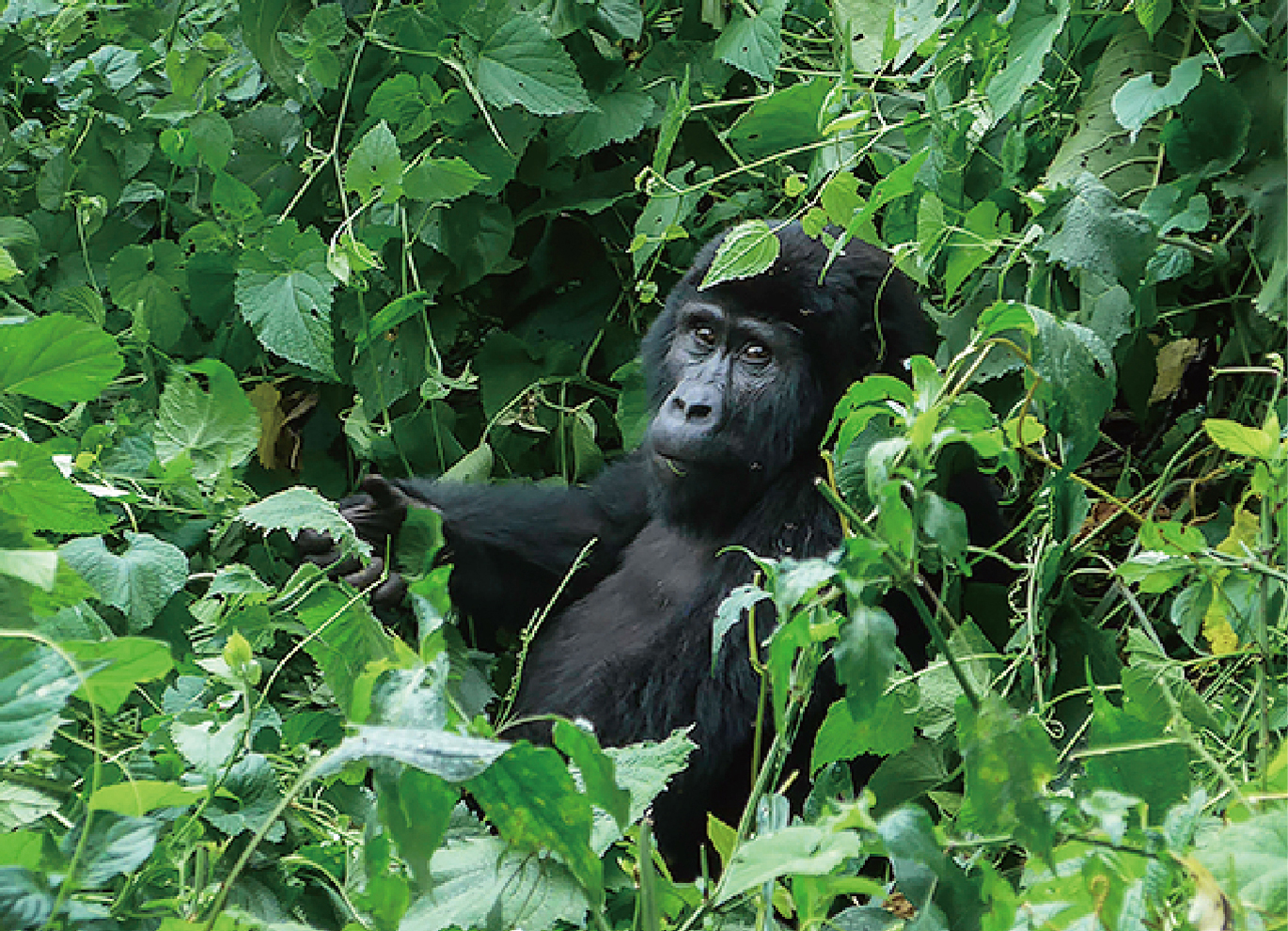 盧安達&烏干達尋訪大猩猩9日