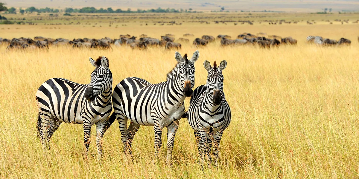 台北｜葡萄牙+動物大遷徙 旅遊講座